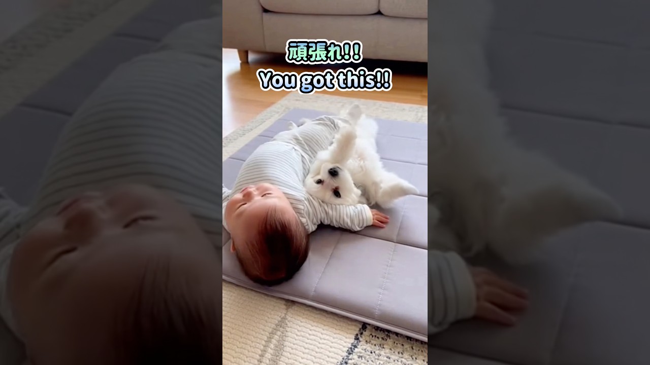 【天才】赤ちゃんの寝返り練習に付き合うマルチーズ🐶👶💕 [Genius] The Maltese Who Helps a Baby Roll Over