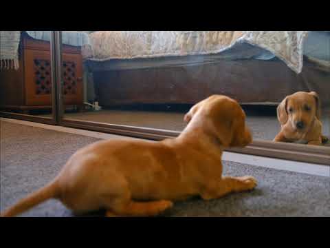 #dog funniest video