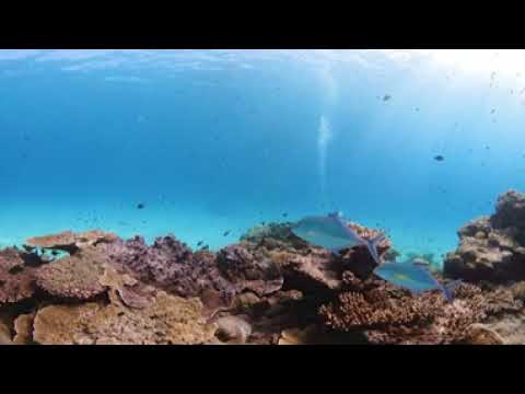 奄美大島シュノーケリングVR体験