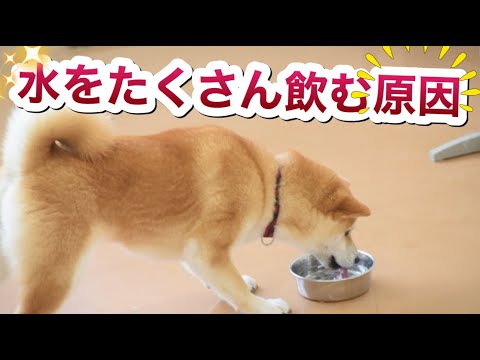 うちの犬が水をたくさん飲み、おしっこもたくさんするのはなぜですか?