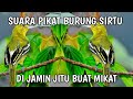 SUARA PIKAT BURUNG SIRTU MP3 DI JAMIN BURUNG LANGSUNG TURUN