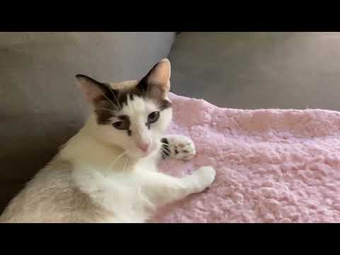 Mitzi - Shy, Blue-Eyed Babe - VIDEOS, an adopted Snowshoe & Siamese Mix in Toluca Lake, CA_image-1