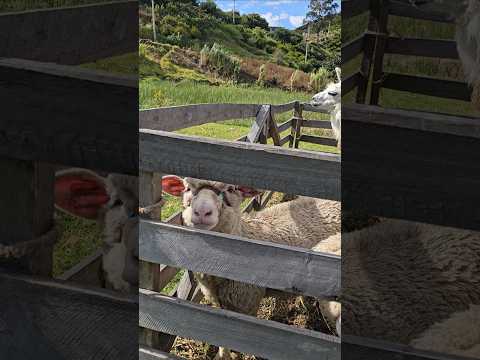 #campo #paisaje #blogger #turismo #ec #ecuador #travel #viajes #patate #tungurahua