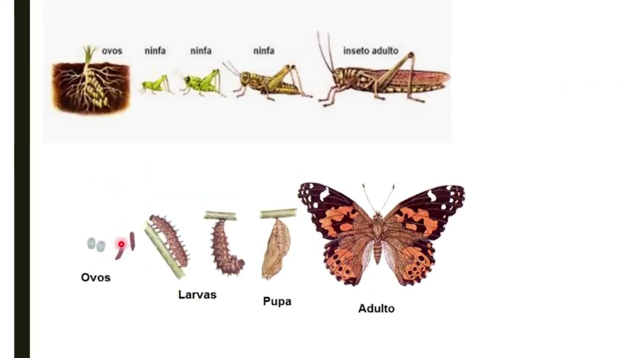 🦋 FAMERP 2023: Questão sobre Insetos, Hemimetábolos e Holometábolos | Aula Completa 🧪📘