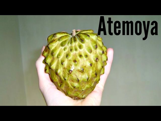 Výslovnost videa atemoya v Anglický