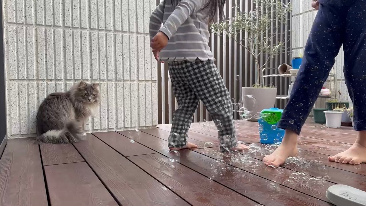 シャボン玉に興味あるけど、近付けない猫　サイベリアンA cat that's interested in soap bubbles but can't get close. Siberian