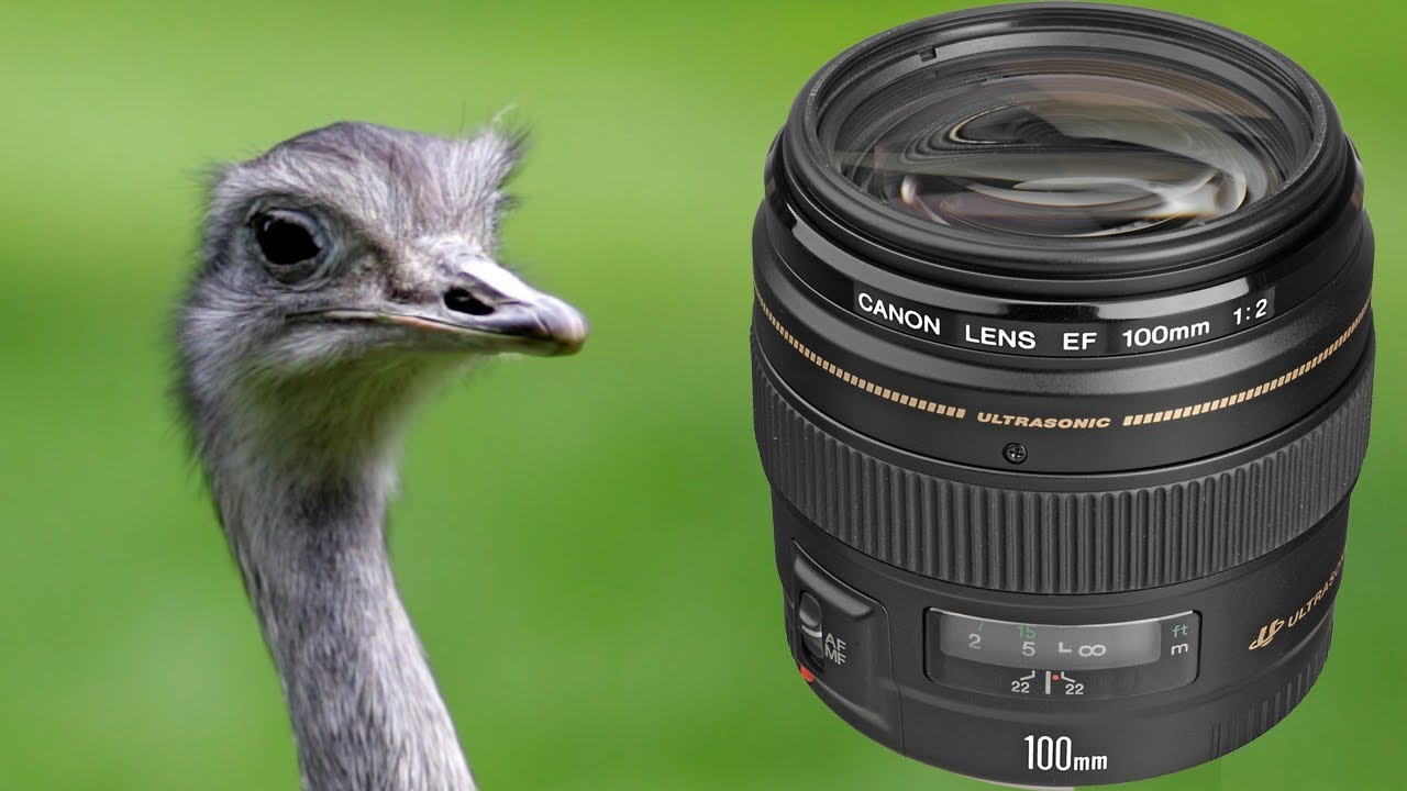 Canon EF 100 mm f/2 USM prime lens Video Test on APS-C camera