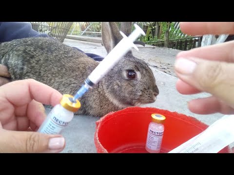 , title : 'Očkování králíků od A do Z!'