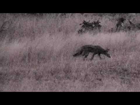 Djuma: Side-striped Jackal pair - 17:47 - 07/22/18