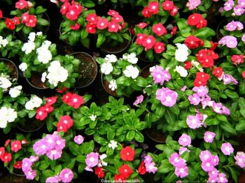 Barvinok - Studzenka