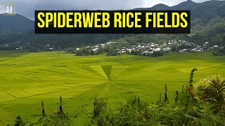 Lingko, A Unique And Enchanting Spider Web Rice Field | Human Documentary