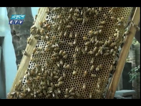 মেহেরপুরে মধু চাষ করে বেকারত্ব দূর করেছেন অনেক তরুণ