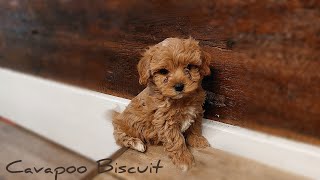 Video preview image #1 Cavapoo Puppy For Sale in LEBANON, PA, USA