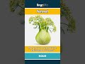 fennel (noun) - definition and usage in English