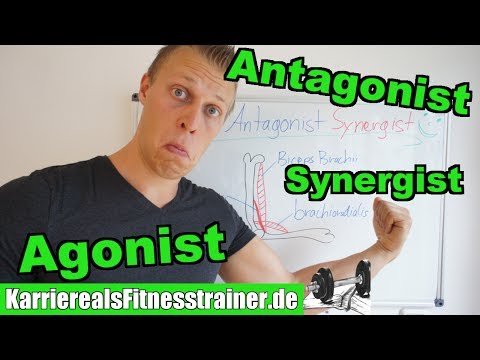 Agonist, Antagonist & Synergist genau aber einfach erklärt!