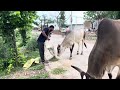 Bezubaan Ki Seva Apna Aryavrat Gauseva