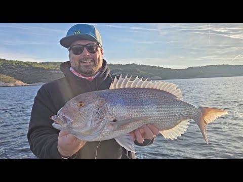 Dentex on Squid - Fishing in CROATIA