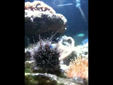 comment nettoyer oursin