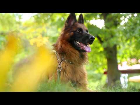 Promo - Pastor Gjerman