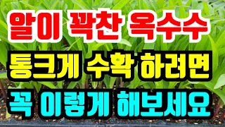 옥수수 심기전 이것은 해줘야 알이 꽉차고 통큰 옥수수 수확해요. 텃밭 옥수수심을때 좋은것 #옥수수밭만들기 #…
