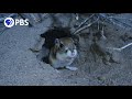 Meet The Kangaroo Rat