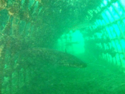Althäusersee in Kronau, Althäuser See,Kronau,Baden Württemberg,Deutschland