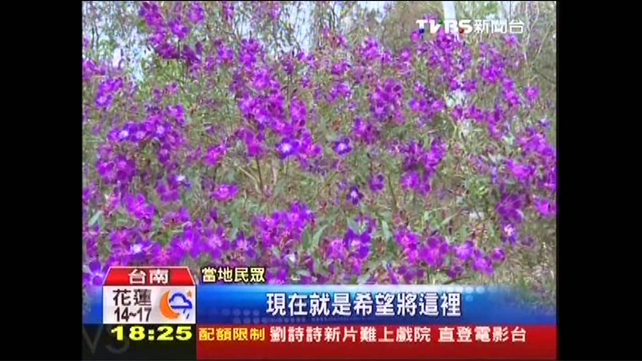 看雲海賞花海 梅嶺登山祕境曝光