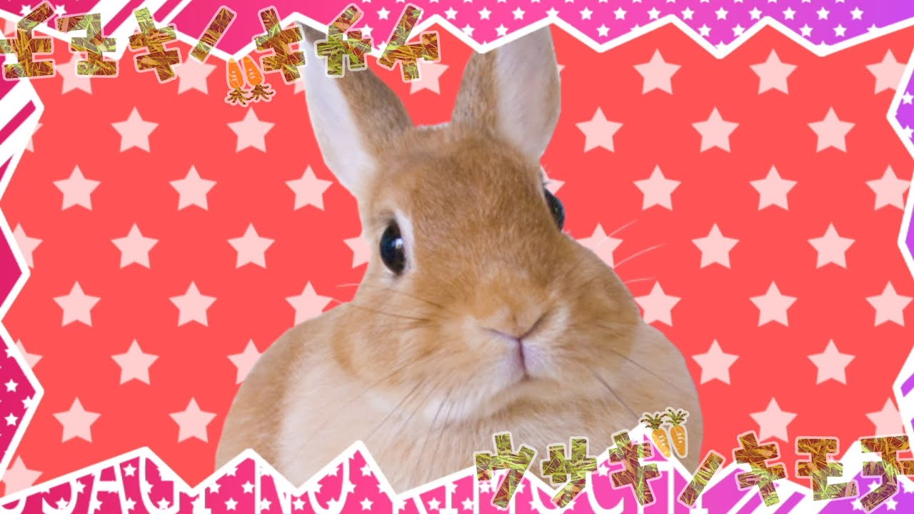 ウサギノキモチ - cosMo＠暴走P feat.初音ミク