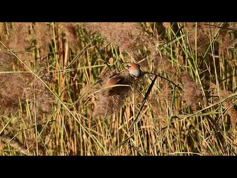 bearded tits at Radipole Weymouth filmed on a nikon z9 with a 70mm 300mm kit lens..15/12/22..