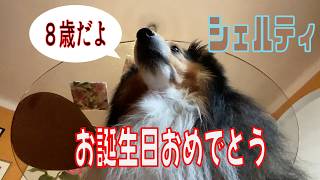 【シェルティ】お誕生日おめでとう【フランス田舎暮らし🇫🇷】#犬の散歩 #賢い犬 #犬のいる暮らし #マイペースな犬