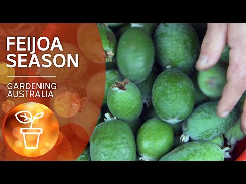 Feijoas – how to plant and harvest abundant fruit | Growing Fruit and Vegies | Gardening Australia