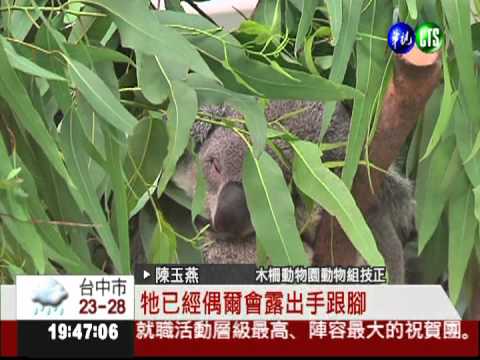 向遊客說嗨! 無尾熊寶寶伸小手