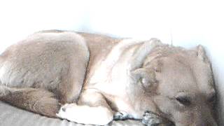 shining hour sammy davis jr