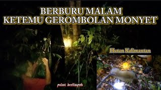 Download lagu Berburu malam, jumpa segerombolan monyet di pohon tinggi #huntingmalam #hutankalimantan mp3