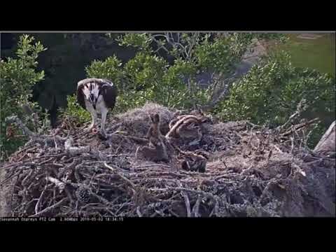 Savannah Osprey Nest, Landings Golf Course, Savannah GA ~ 2 May 2019