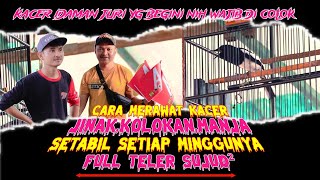 Download lagu SIMAK CARA MERAWAT KACER JINAK MANJA KOLOKAN || STABIL JUARA DI SETIAP MINGGUNYA KACER BLACK SHADOW mp3 Download lagu SIMAK CARA MERAWAT KACER JINAK MANJA KOLOKAN || STABIL JUARA DI SETIAP MINGGUNYA KACER BLACK SHADOW mp3