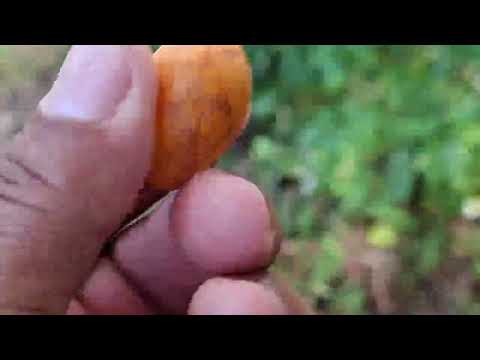 AVENTURA LINDA FUI VER  0 AÇUDE GUARABIRA PARAIBA BRASIL 🇧🇷 