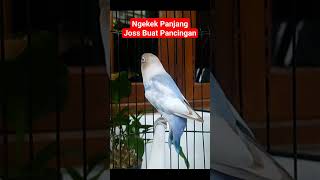 Download lagu Pancingan suara lovebird ngekek panjang, Mantab👍 mp3