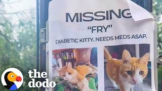 Missing Cat Ends Up On The Other Side Of The Country | The Dodo