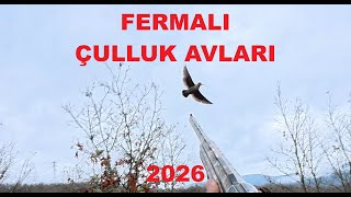 Fermalı Çulluk Avları 2026. Woodcock Hunting 2026. Chasse à la bécasse 2026.