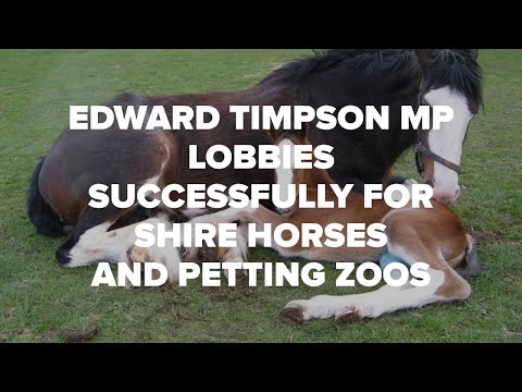 Edward Timpson MP successfully lobbies for #ShireHorses and #pettingzoos