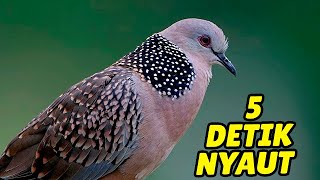 Download lagu Suara Tekukur Pagi Hari – Pikat Burung Tekukur Agar Cepat Bunyi mp3 Download lagu Suara Tekukur Pagi Hari – Pikat Burung Tekukur Agar Cepat Bunyi mp3