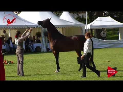 N.54 ZSA ZSA DOLORES - Scandinavian Open Championship 2017 - Mares 7-10 Years old (Class 10)
