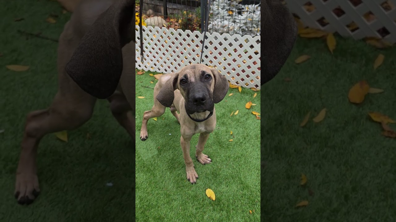 Enlarge Pluto, a Adoptable mixed breed in Blairstown, NJ video 5/5