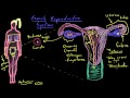 Khan Academy - Anatomy of the Female Reproductive System