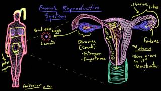 Khan Academy - Anatomy of the Female Reproductive System