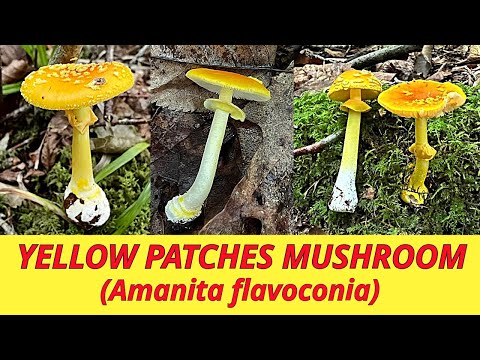 Yellow patches mushroom - Amanita flavoconia! Key ID feature: Powdery yellow warts & stem base
