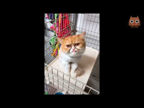 Videos divertidos de gatos y perros PARA MORIR DE RISA!!!