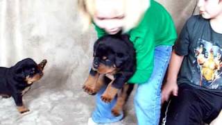 Tahoe x Sam I Am: Rottweiler Puppies Available For Sale!