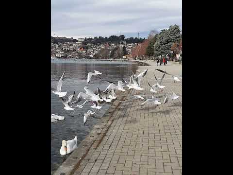 Силви бенд - Летни гулабе од Охрид, macedonian evergreen.
